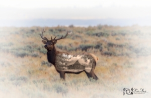 Elk-Molton-Barn-9.25.20-gigapixel-scale-2_00x
