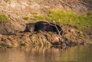 Grizzley-Elk-Kill-9.21.20-gigapixel-scale-2_00x