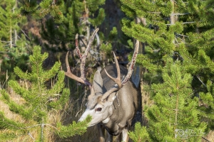 Oh-Shit-Mule-Deer-9.22.20
