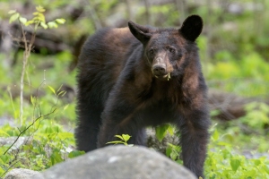 1_Bear-4.23.24-9954