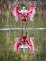 Roseate-Spoonbill-1.30.23-5520