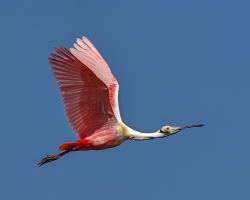 Roseat-Spoonbill-1.30.23-5872