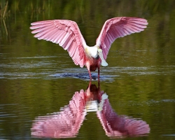 Roseate-Spoonbill-1.30.23-5789