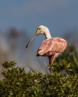 Roseate-Spoonbill-1.31.23-7904