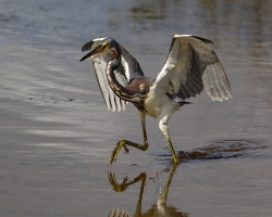 Tri-Colored-Heron-1.30.23-5390