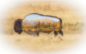 Buffalo-Blended-2-gigapixel-scale-2_00x