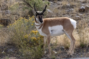 Pronghorn-9.23.24-4770.tif