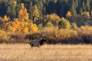 1_Bull-Elk-9.27.24-5305