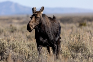 Moose-9.26.24-5147