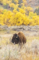 Fall-Foliage-buffalo-9.19.20