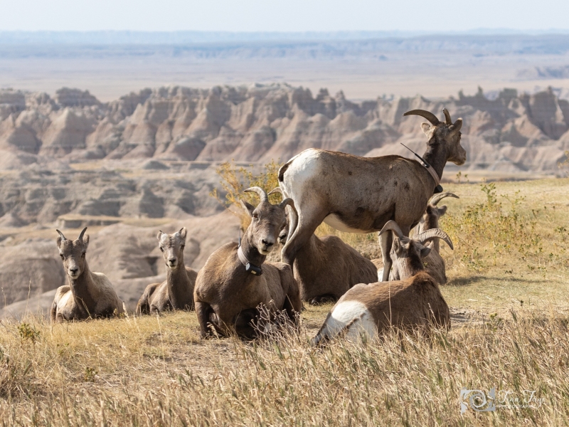 Badlands-sheep-9.26.20