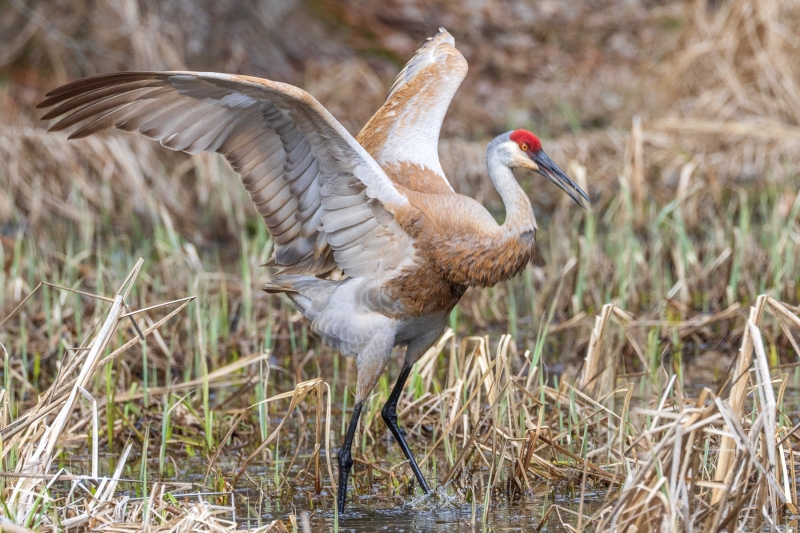 Male-Sandhill-4.12.26-0970