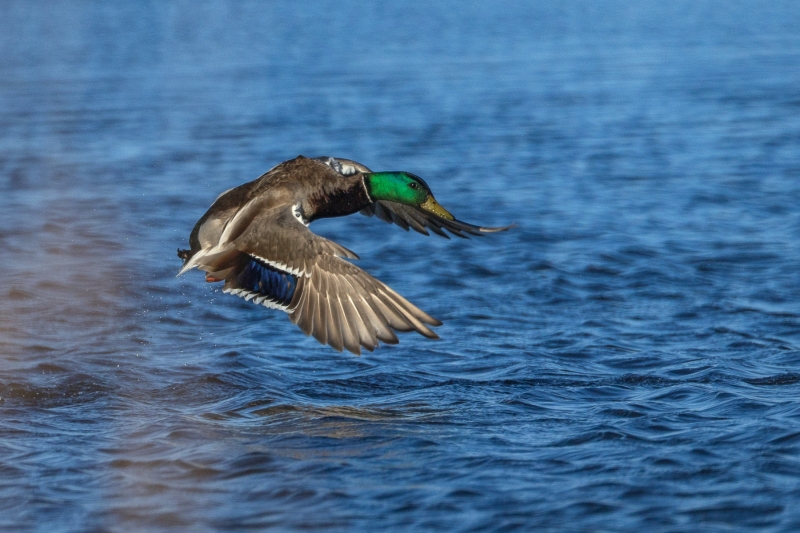 Mallard-4.16.26-2353