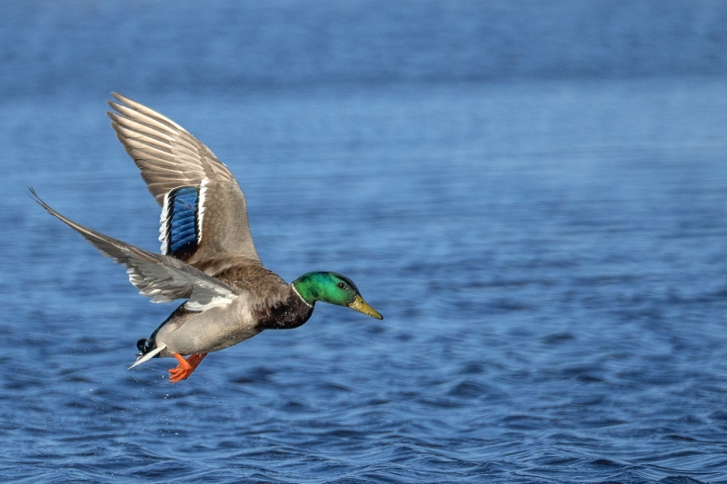 Mallard-4.16.26-2355