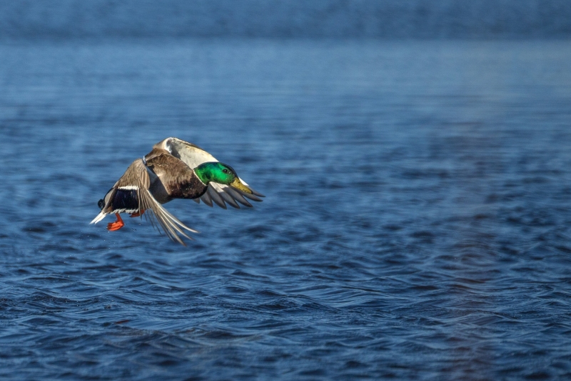 Mallard-4.16.26-2356