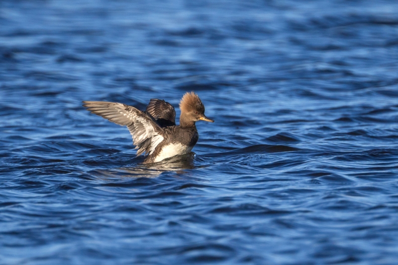 Merganser-4.16.26-2421