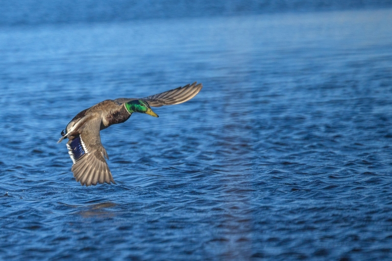 Mallard-4.16.26-2357