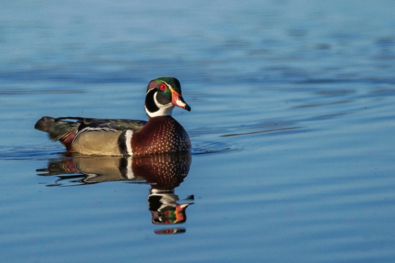 Wood-Duck-4.15.26-1624
