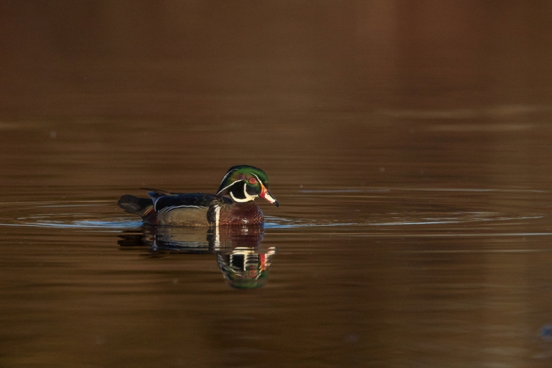 Wood-Duck-4.15.26-1768