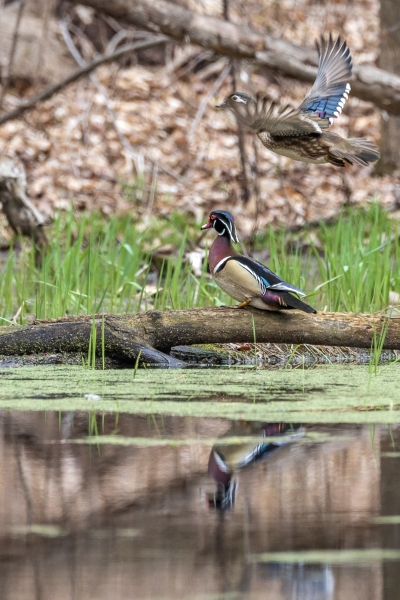Wood-ducks-4.18.26-2854