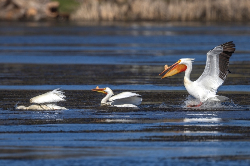 Pelicans-4.21.26-3566