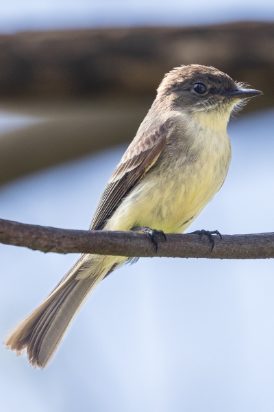 Eastern-Phoebe-5.8.26-8659