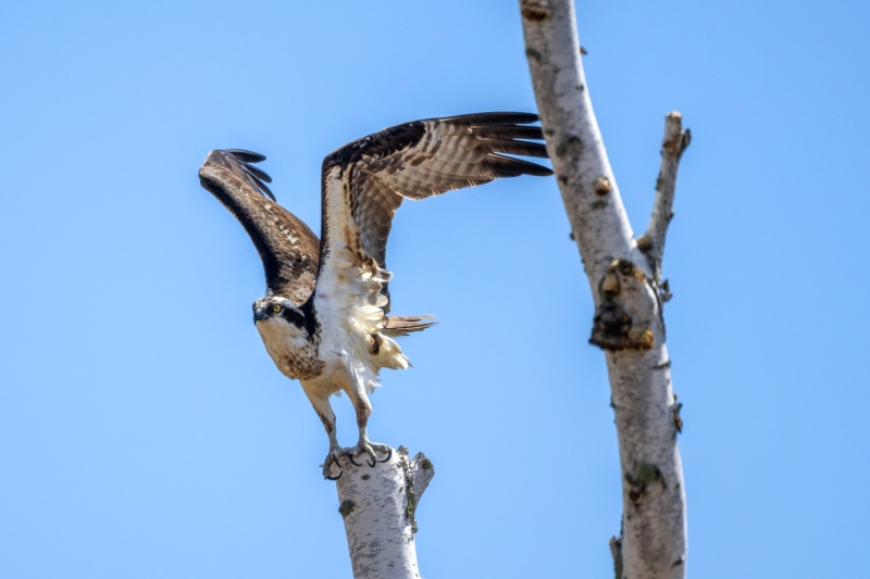 Osprey-5.9.26-8971