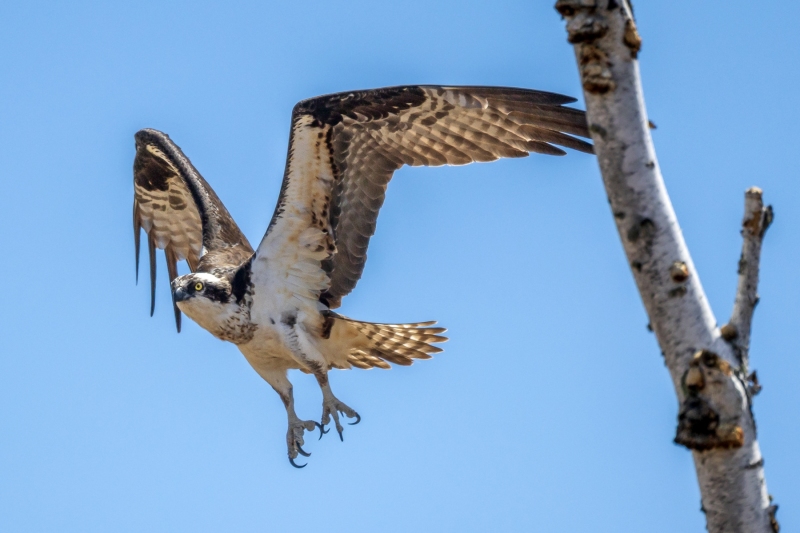 Osprey-5.9.26-8974