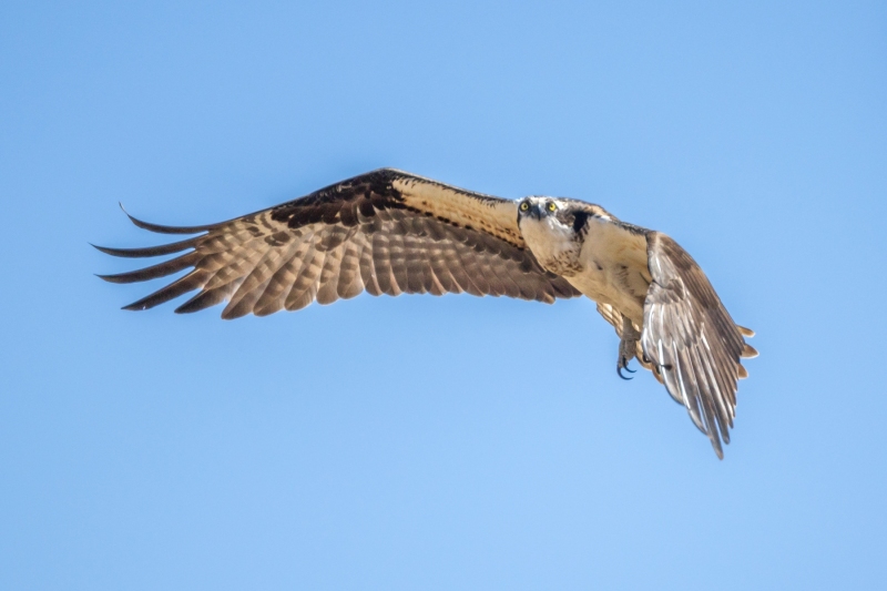 Osprey-5.9.26-8976