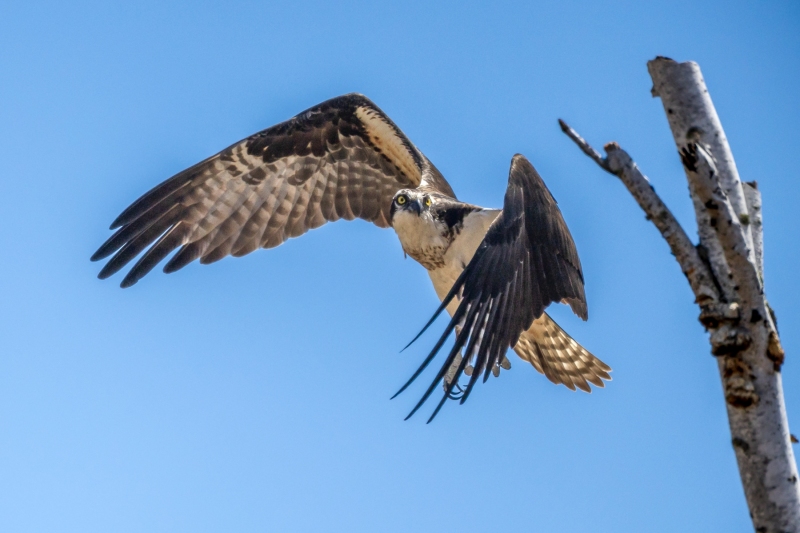 Osprey-5.9.26-8979