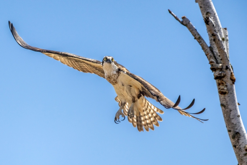 Osprey-5.9.26-8978