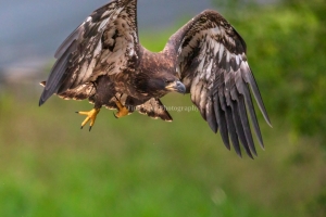 Eagle-7.25.26-9357