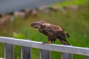 Eagle-7.25.26-9348