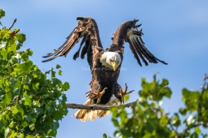 Eagle-8.15.26-1313