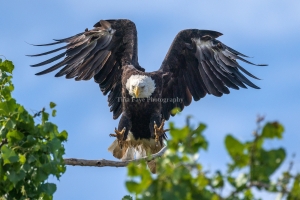 Eagle-8.15.26-1284