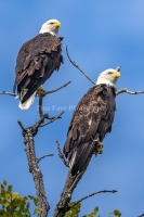 Eagles-8.15.26-1388