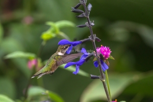 Hummingbird-9.5.26-1733