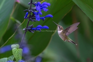 Hummingbird-9.5.26-1815