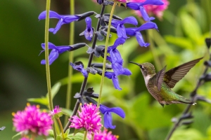 Hummingbird-9.5.26-1797