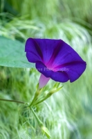 Morning-Glory-9.2.26-1925