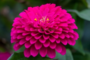 Zinnia-9.5.26-2101