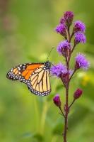 Monarch-7.25.26-9857