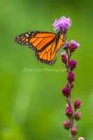 Monarch-7.25.26-9861