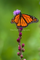 Monarch-7.25.26-9871