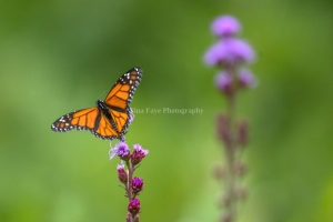 Monarch-7.25.26-9879