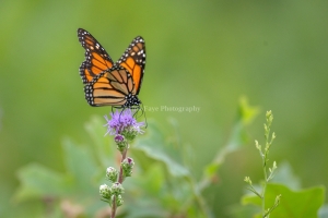 Monarch-7.25.26-9985