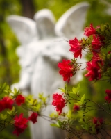 Azalea-Angel-4.23.21