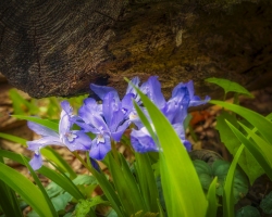 Iris-4.23.21.2