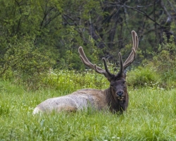 Elk-4.24.21.4
