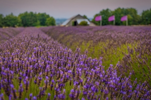 B-B-Lavendar-Farm-8.15.21-5568